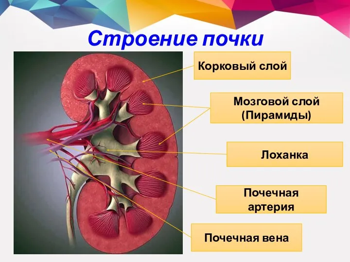 Строение почки Корковый слой Мозговой слой (Пирамиды) Лоханка Почечная артерия Почечная вена