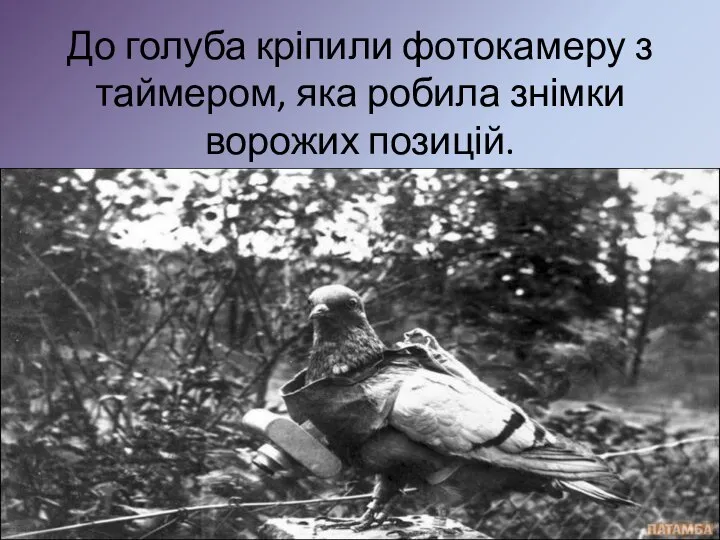 До голуба кріпили фотокамеру з таймером, яка робила знімки ворожих позицій.