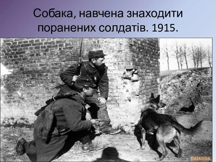 Собака, навчена знаходити поранених солдатів. 1915.