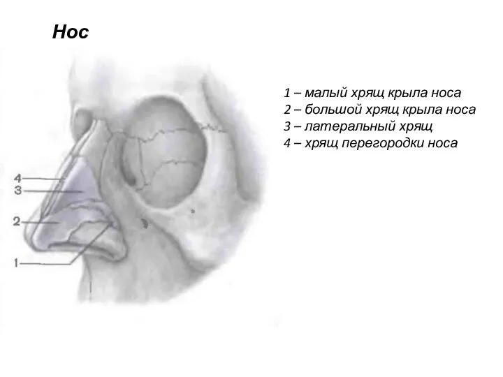 Нос 1 – малый хрящ крыла носа 2 – большой хрящ крыла