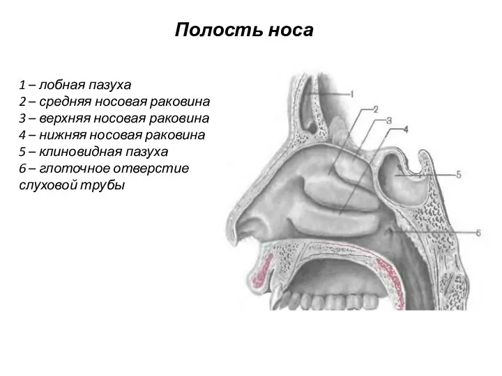 Полость носа 1 – лобная пазуха 2 – средняя носовая раковина 3