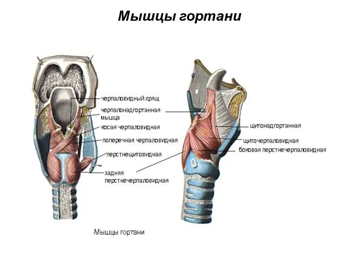 Мышцы гортани