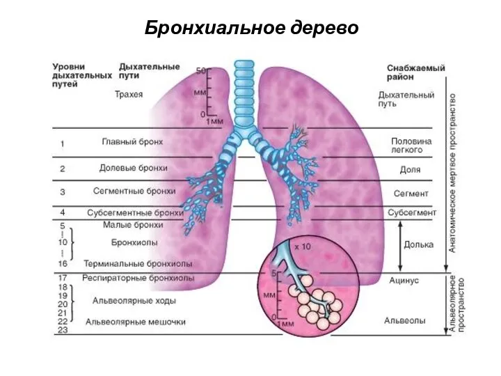 Бронхиальное дерево