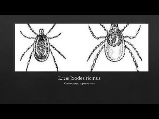 Клещ Ixodes ricinus Слева-самец, справа-самка