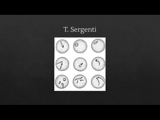 T. Sergenti