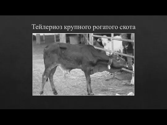 Тейлериоз крупного рогатого скота