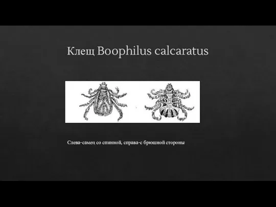 Клещ Boophilus calcaratus Слева-самец со спинной, справа-с брюшной стороны