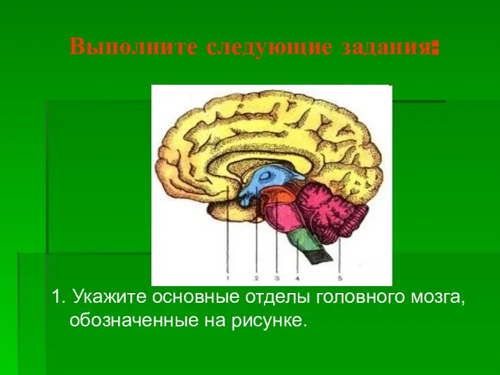 Выполните следующие задания: 1. Укажите основные отделы головного мозга, обозначенные на рисунке.