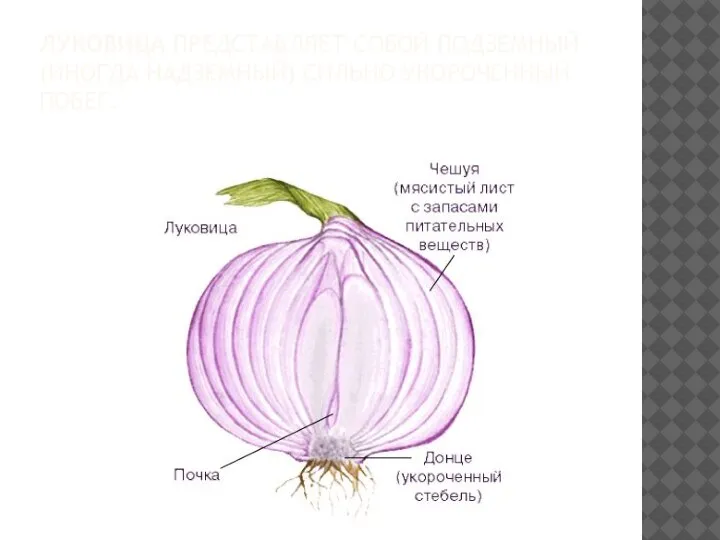 ЛУКОВИЦА ПРЕДСТАВЛЯЕТ СОБОЙ ПОДЗЕМНЫЙ (ИНОГДА НАДЗЕМНЫЙ) СИЛЬНО УКОРОЧЕННЫЙ ПОБЕГ.