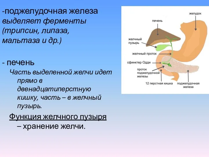 - печень Часть выделенной желчи идет прямо в двенадцатиперстную кишку, часть –