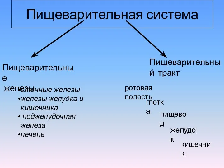 Пищеварительная система Пищеварительный тракт Пищеварительные железы ротовая полость кишечник глотка пищевод желудок