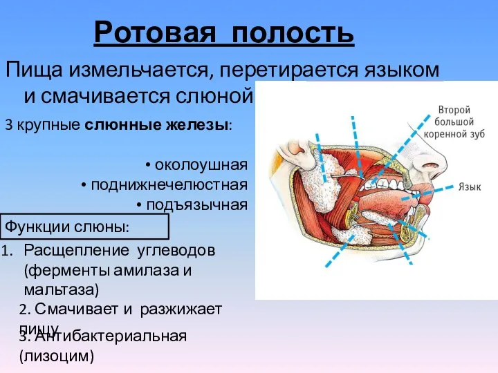 Ротовая полость Пища измельчается, перетирается языком и смачивается слюной 3 крупные слюнные