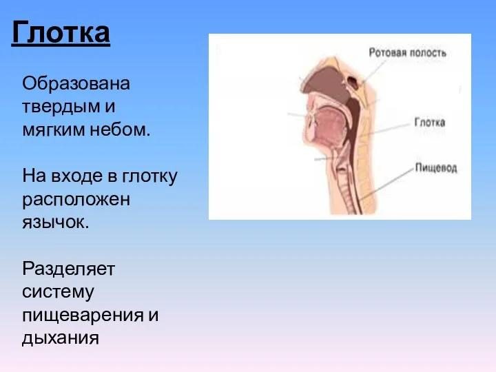 Глотка Образована твердым и мягким небом. На входе в глотку расположен язычок.