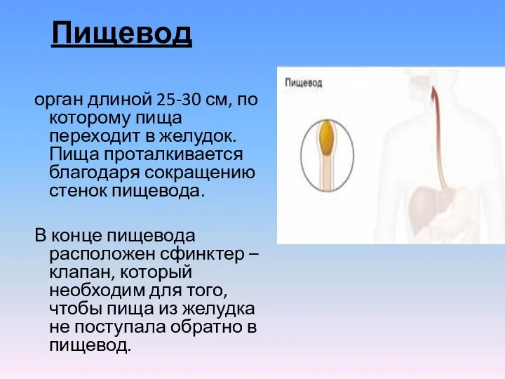 Пищевод орган длиной 25-30 см, по которому пища переходит в желудок. Пища