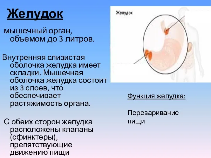 Желудок мышечный орган, объемом до 3 литров. Внутренняя слизистая оболочка желудка имеет