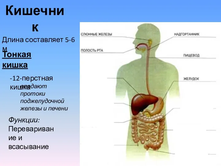 Кишечник Длина составляет 5-6 м Тонкая кишка -12-перстная кишка впадают протоки поджелудочной