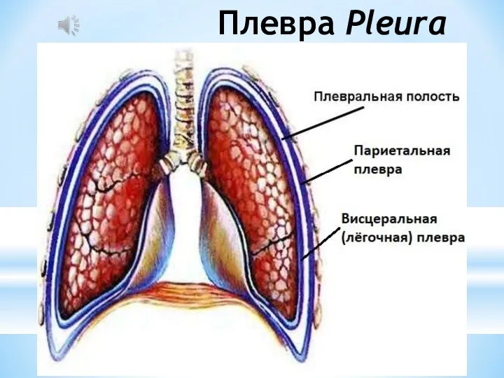 Плевра Pleura