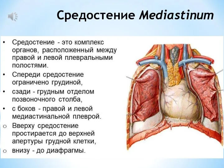 Средостение Mediastinum