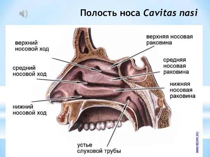 Полость носа Cavitas nasi