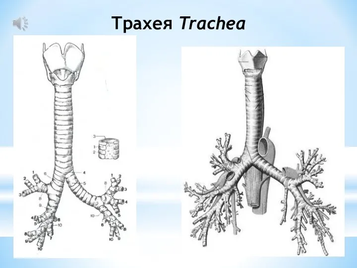 Трахея Trachea