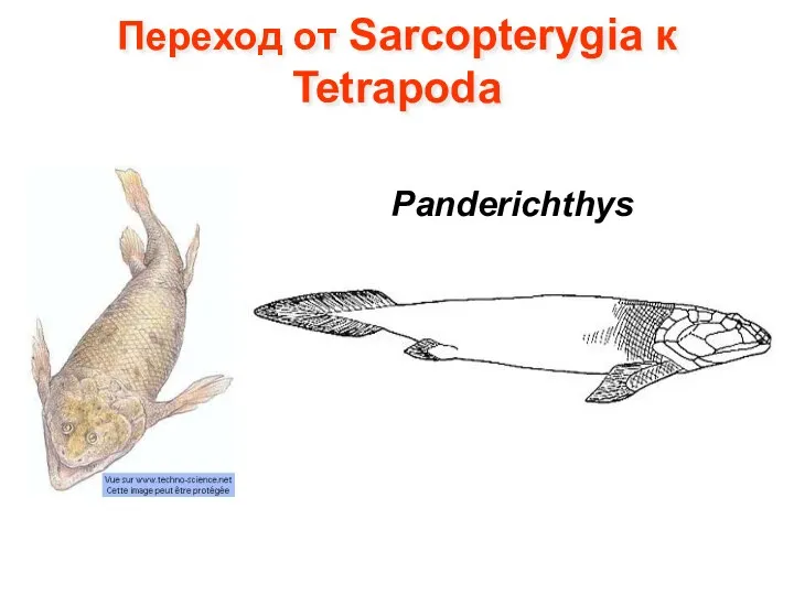 Переход от Sarcopterygia к Tetrapoda Panderichthys