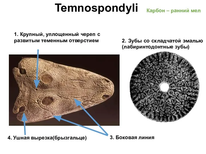 Temnospondyli Карбон – ранний мел 1. Крупный, уплощенный череп с развитым теменным