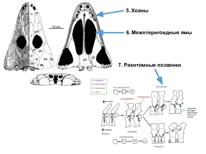 5. Хоаны 6. Межптеригоидные ямы 7. Рахитомные позвонки