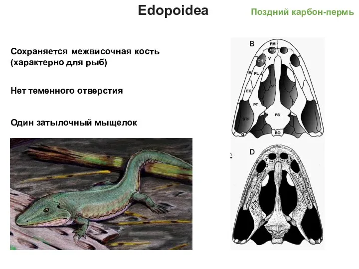 Edopoidea Поздний карбон-пермь Сохраняется межвисочная кость (характерно для рыб) Нет теменного отверстия Один затылочный мыщелок