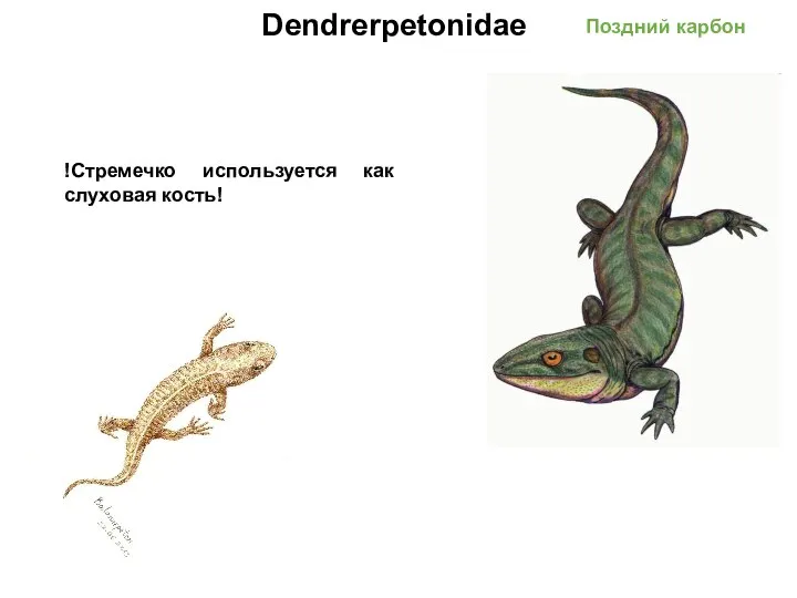 Dendrerpetonidae Поздний карбон !Стремечко используется как слуховая кость!