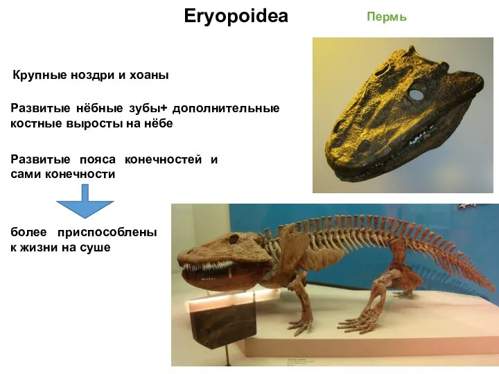 Eryopoidea Пермь Крупные ноздри и хоаны Развитые нёбные зубы+ дополнительные костные выросты