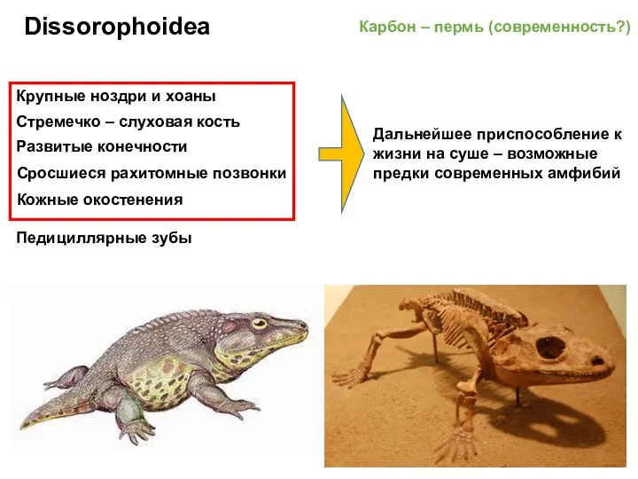 Dissorophoidea Карбон – пермь (современность?) Крупные ноздри и хоаны Стремечко – слуховая