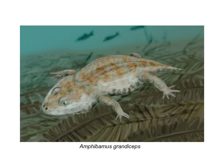Amphibamus grandiceps