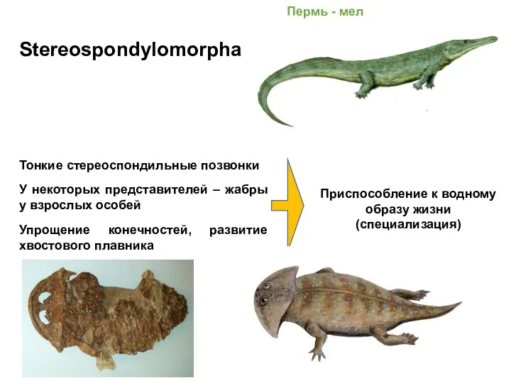 Stereospondylomorpha Пермь - мел Тонкие стереоспондильные позвонки У некоторых представителей – жабры