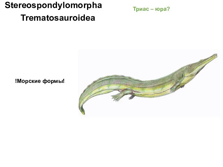 Trematosauroidea Stereospondylomorpha !Морские формы! Триас – юра?