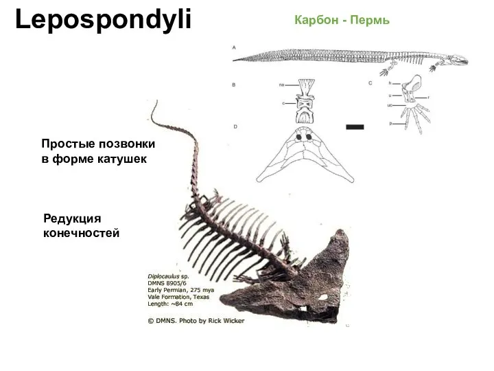 Lepospondyli Простые позвонки в форме катушек Редукция конечностей Карбон - Пермь