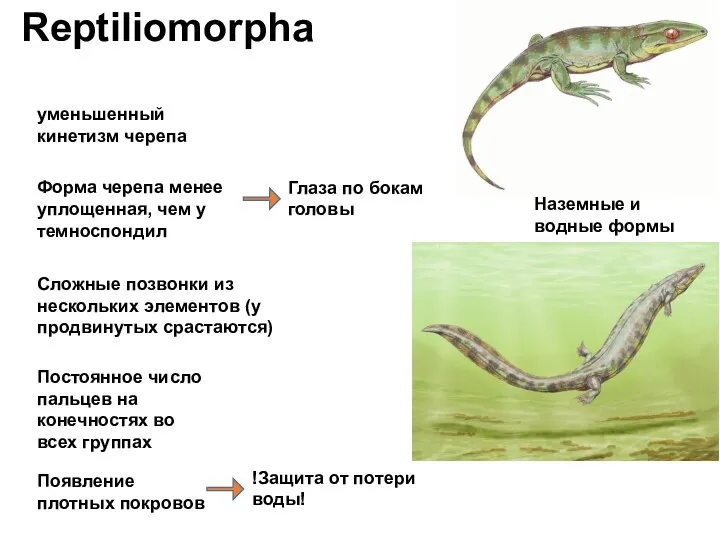 Reptiliomorpha уменьшенный кинетизм черепа Форма черепа менее уплощенная, чем у темноспондил Глаза