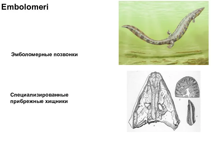 Embolomeri Эмболомерные позвонки Специализированные прибрежные хищники