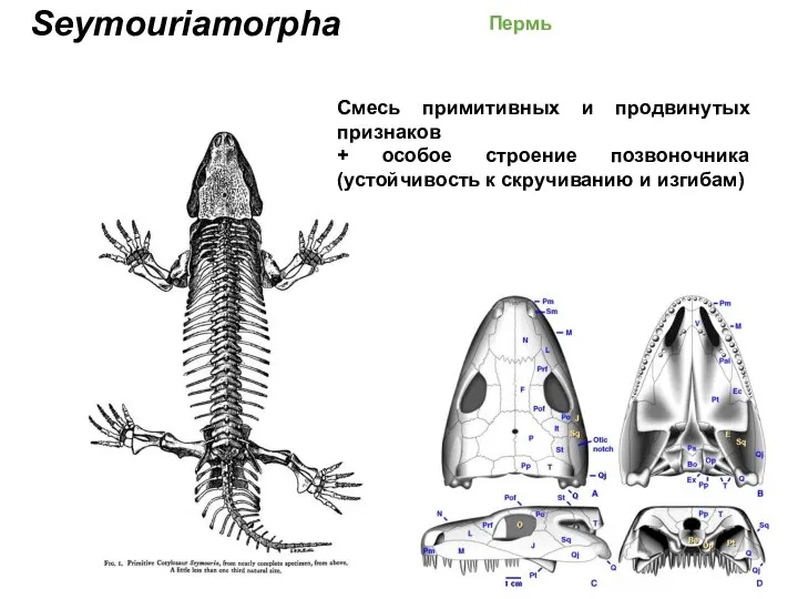 Seymouriamorpha Пермь Смесь примитивных и продвинутых признаков + особое строение позвоночника (устойчивость к скручиванию и изгибам)