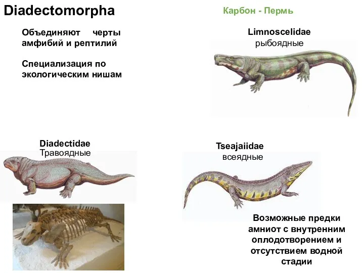 Diadectomorpha Карбон - Пермь Объединяют черты амфибий и рептилий Diadectidae Специализация по