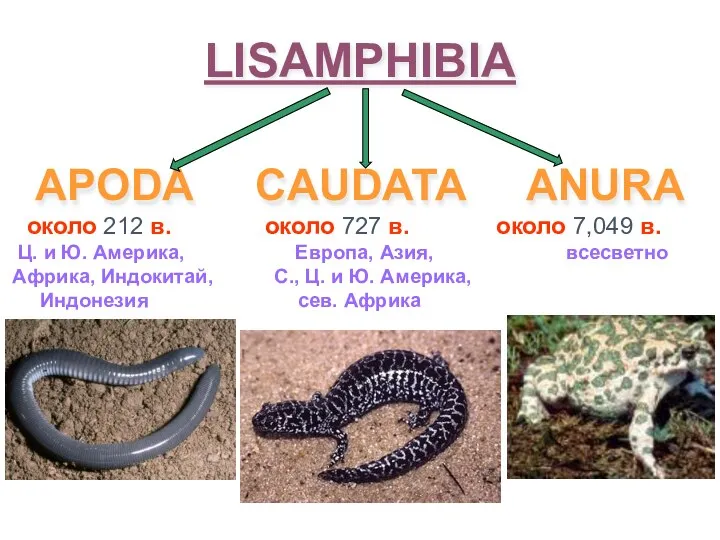 LISAMPHIBIA APODA CAUDATA ANURA около 212 в. около 727 в. около 7,049