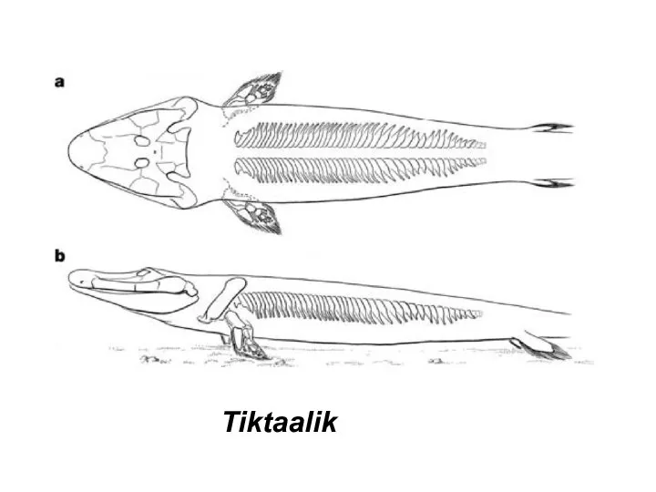 Tiktaalik