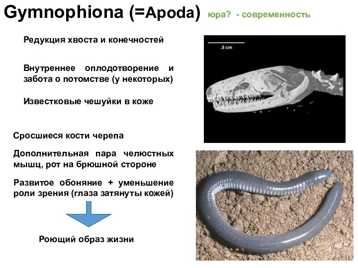 Gymnophiona (=Apoda) юра? - современность Редукция хвоста и конечностей Внутреннее оплодотворение и