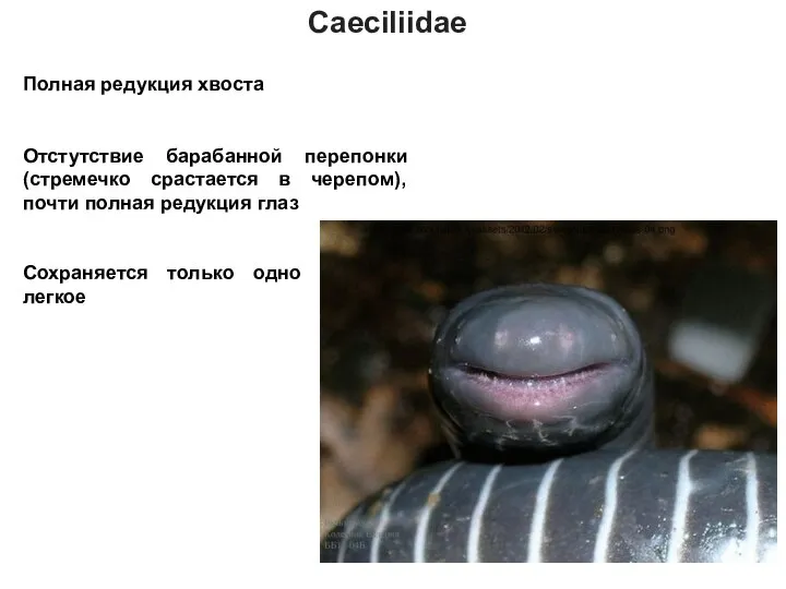 Caeciliidae Полная редукция хвоста Отстутствие барабанной перепонки (стремечко срастается в черепом), почти