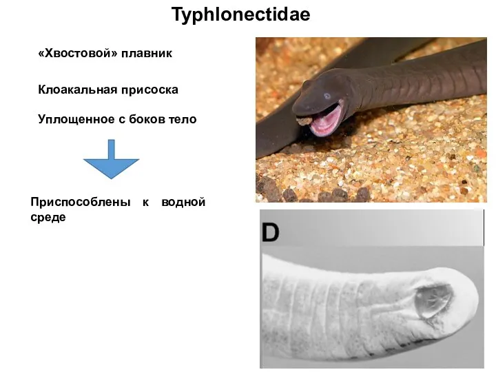 Typhlonectidae Приспособлены к водной среде «Хвостовой» плавник Клоакальная присоска Уплощенное с боков тело