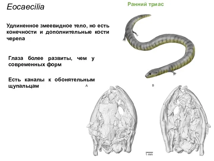 Eocaecilia Удлиненное змеевидное тело, но есть конечности и дополнительные кости черепа Ранний