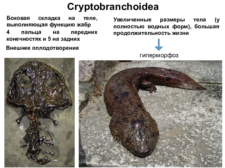 Cryptobranchoidea Боковая складка на теле, выполняющая функцию жабр 4 пальца на передних