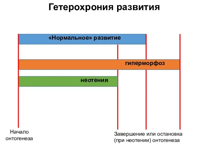 Гетерохрония развития «Нормальное» развитие гиперморфоз неотения Завершение или остановка (при неотении) онтогенеза Начало онтогенеза