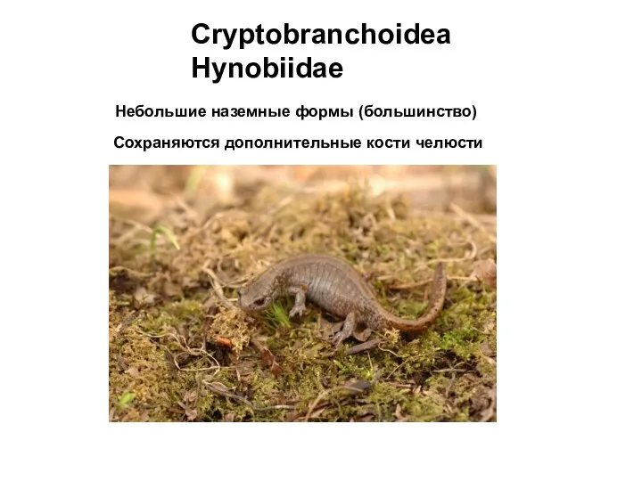 Cryptobranchoidea Hynobiidae Небольшие наземные формы (большинство) Сохраняются дополнительные кости челюсти