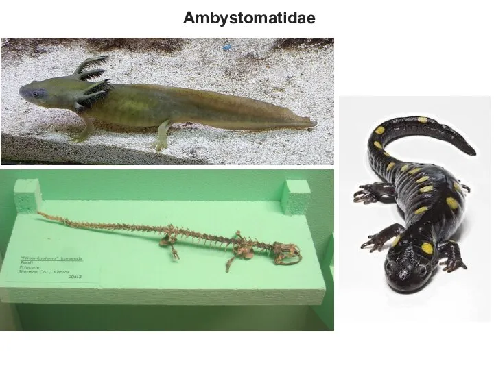 Ambystomatidae