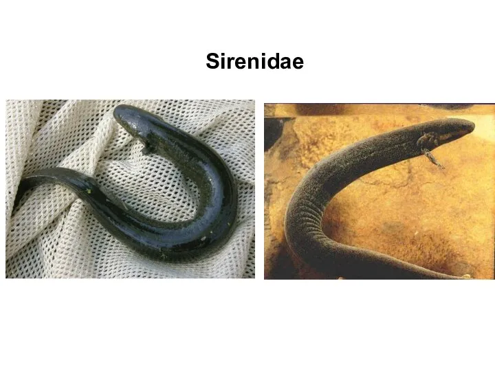 Sirenidae